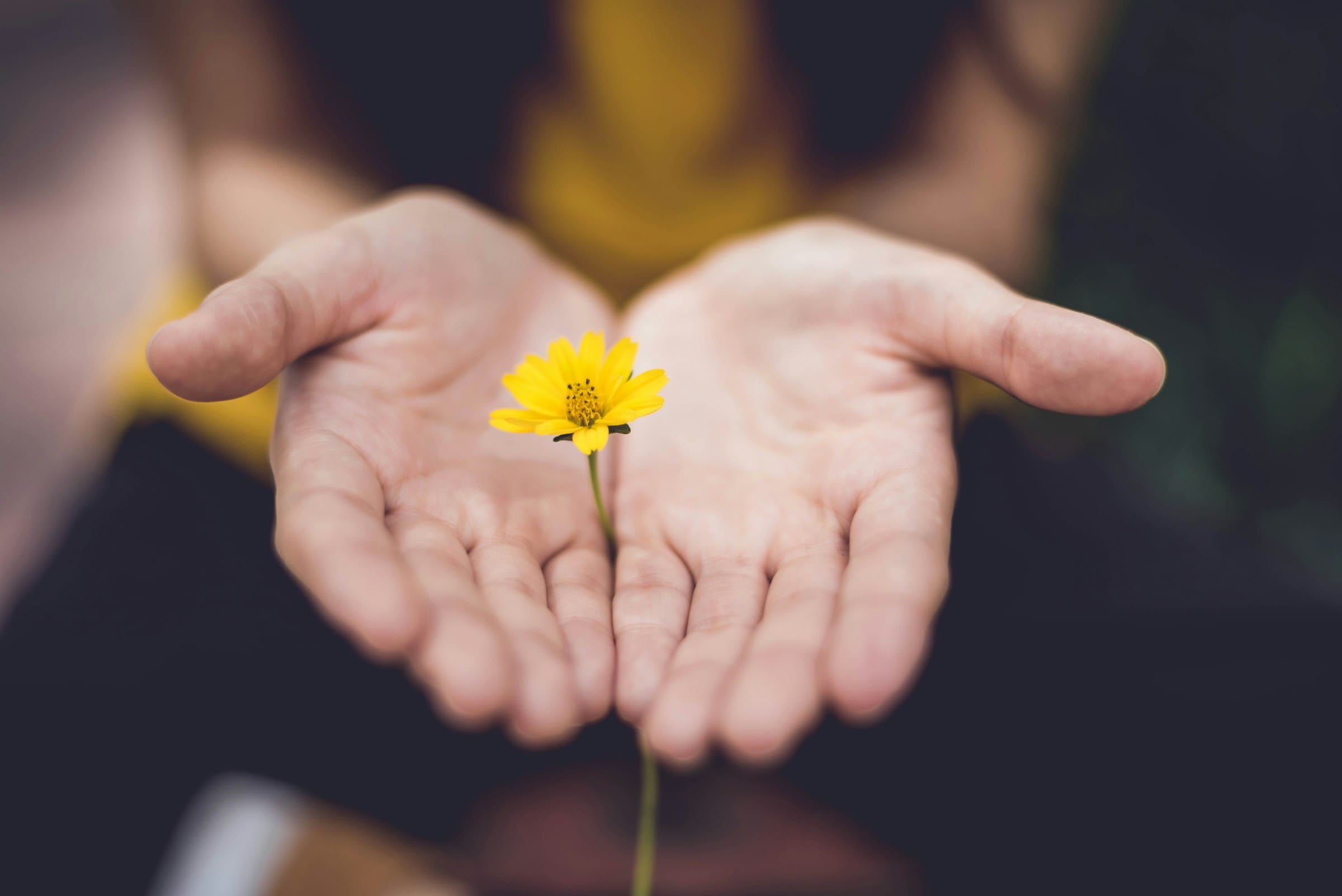 Selective focus photography of a woman with outstretched hands holding a flower with yellow petals.